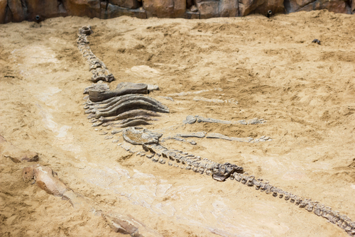 Our Archeology Excavation Services